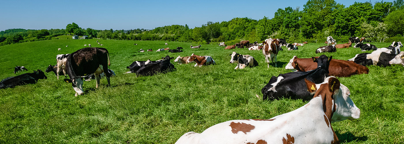 Prado con vacas