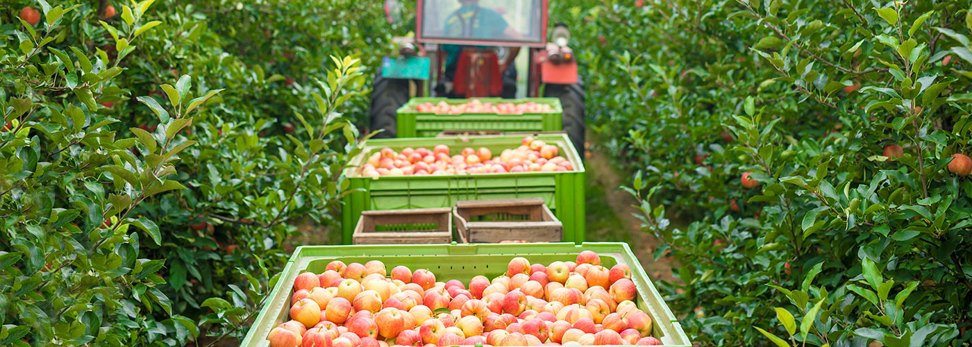 Recolección de manzanas