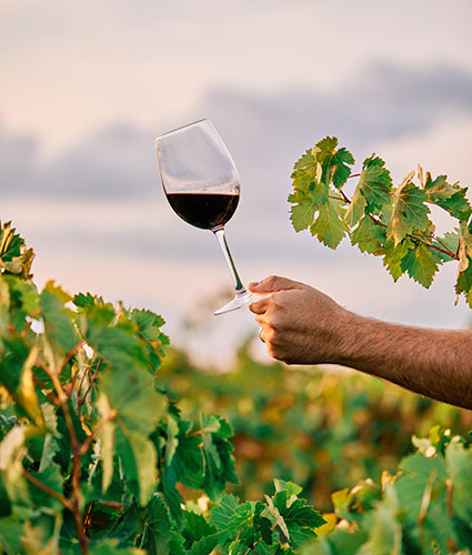 Copa de vino con vid al fondo