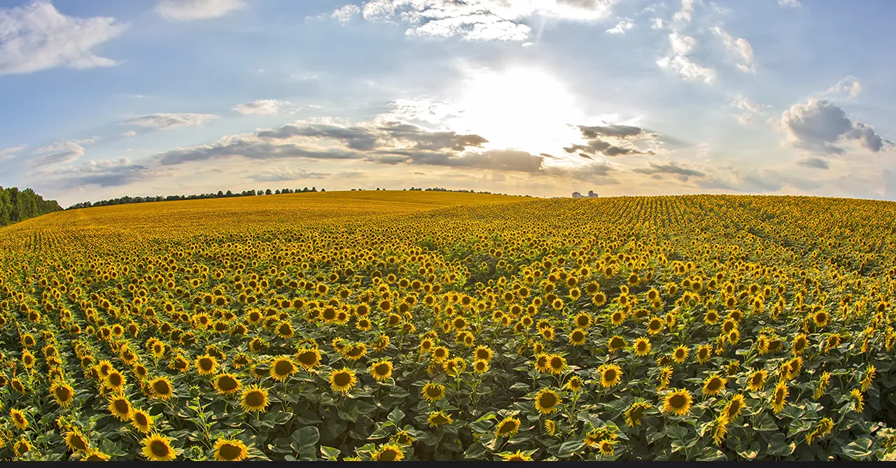 Campo de cultivo para la obtención de aceite de girasol